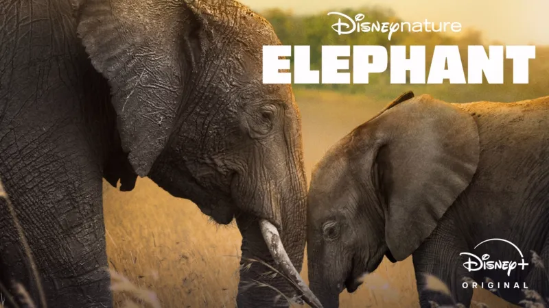 Disney Nature Elephant