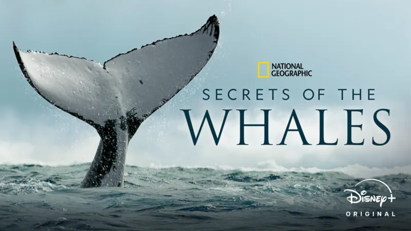 National Geographic Secrets of the Whales Disney Plus