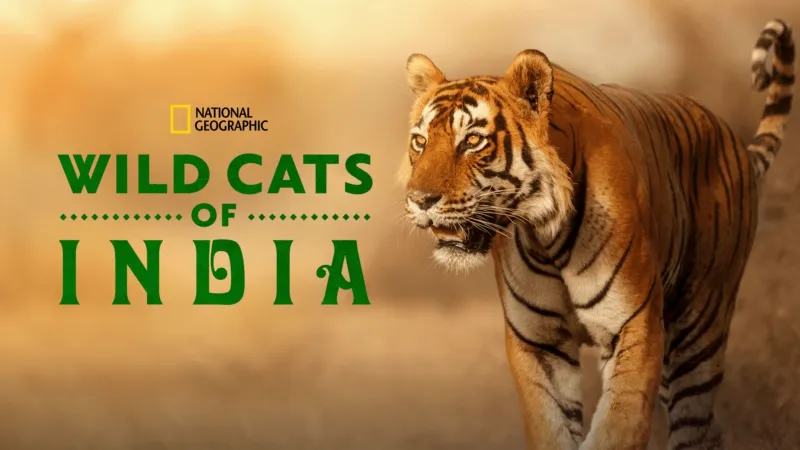 National Geographic Wild Cats of India Disney Plus